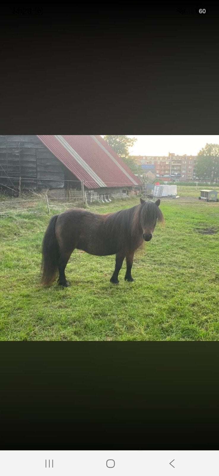 nsps drachtige mini, Dieren en Toebehoren, Merrie, Met stamboom, Niet van toepassing, A pony (tot 1.17m)