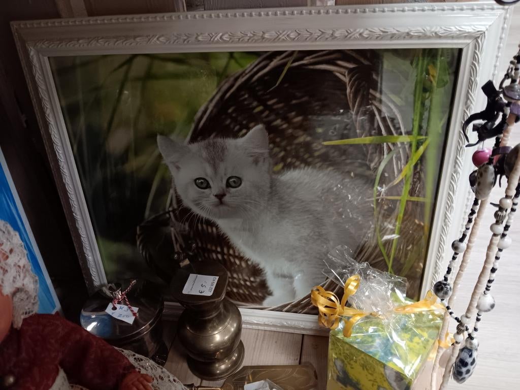 Schattige kitten foto in lijst, Minder dan 50 cm, Ophalen of Verzenden, Zo goed als nieuw, Onbekend