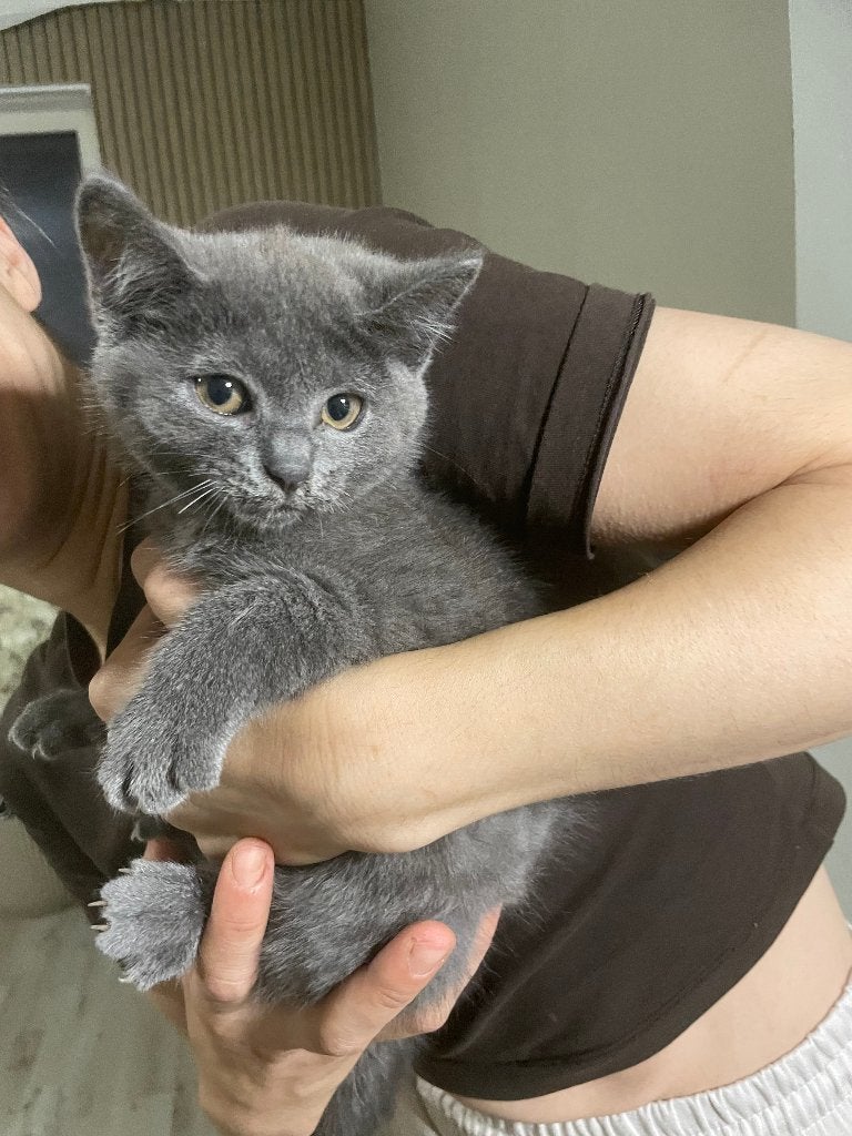 Kittens Britse korthaar, Meerdere dieren, Ontwormd