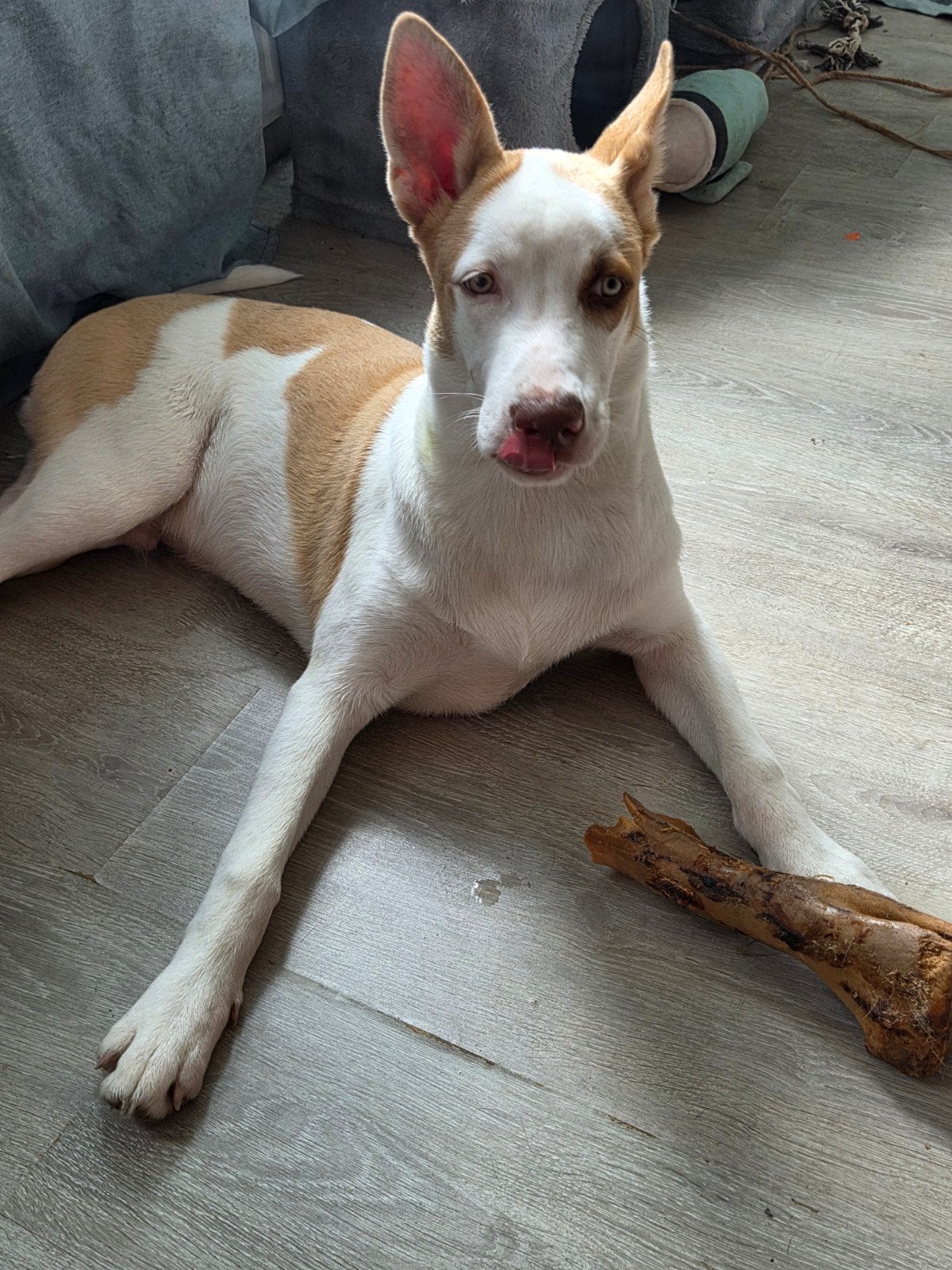 6 maanden oude husy kruising bully xl reu, Dieren en Toebehoren, 15 weken tot 1 jaar, Reu, Groot, Eén hond