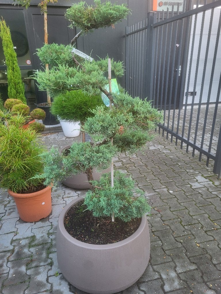 Juniperus virg. " Grey Owl" bonsai met bloembak, Bloeit niet, 100 tot 250 cm, Volle zon, In pot