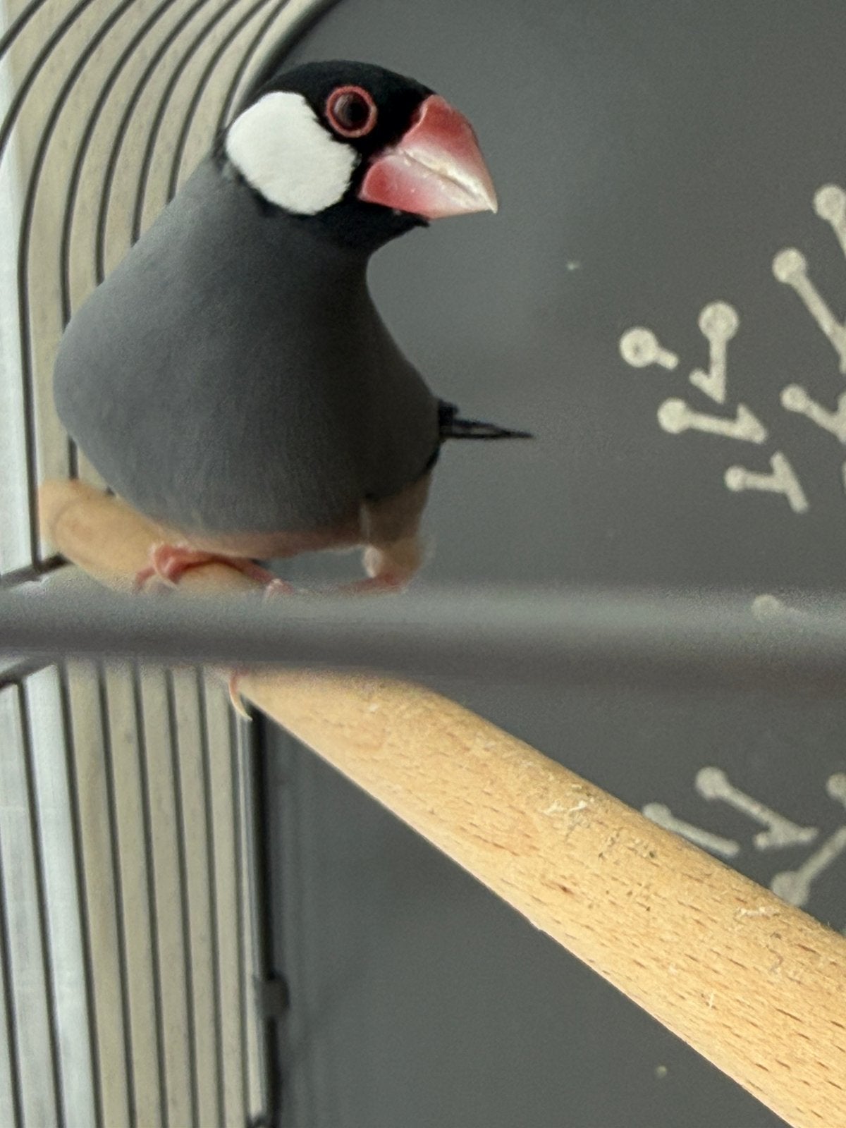 Rijstvogel man, Mannelijk, Tropenvogel