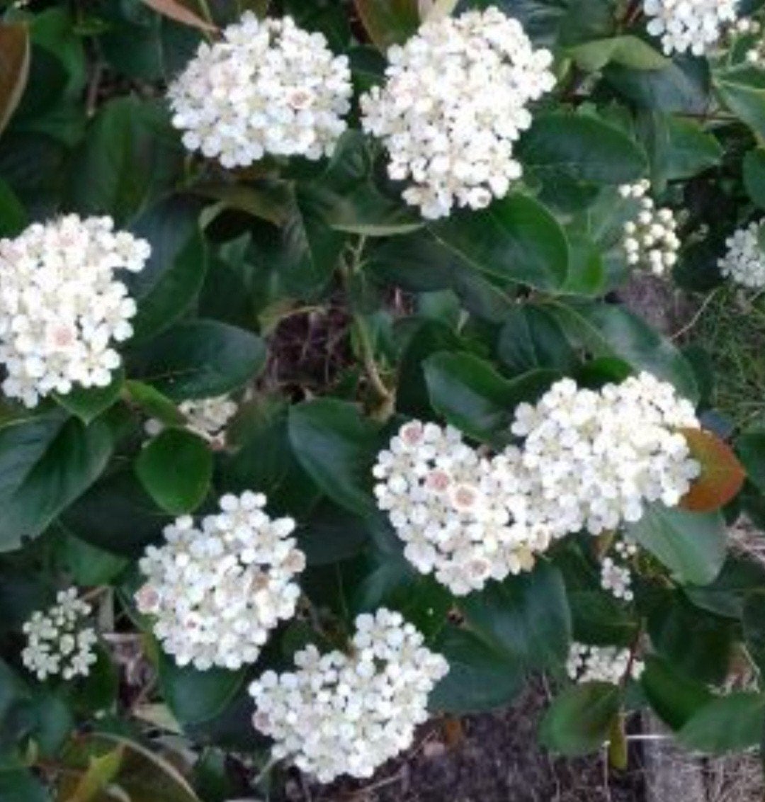 ❗APPELBES 1.75 CM HOOG STRUIK BOOM PLANT BESSEN VASTE PLANT, Ophalen, Overige soorten, Struik, 100 tot 250 cm