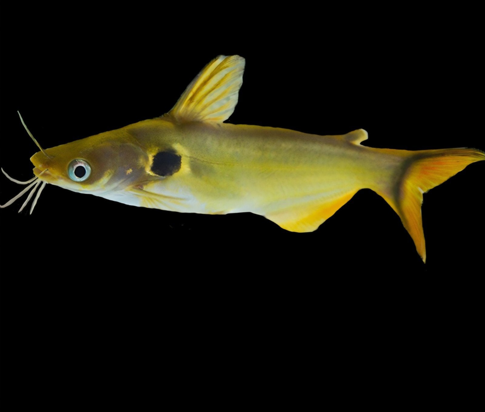 Sun catfish, Dieren en Toebehoren, Vissen | Aquariumvissen, Vis