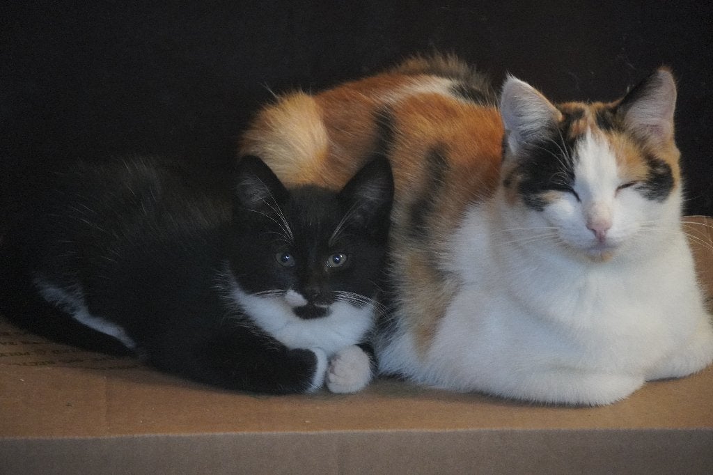 Lief tam boerderij kitten, Geslacht onbekend, Kortharig, 0 tot 2 jaar