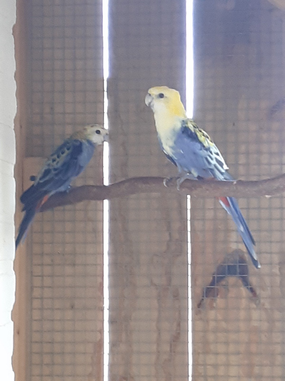 Koppel bleekkop rosella, Dieren en Toebehoren, Vogels | Parkieten en Papegaaien, Meerdere dieren, Parkiet