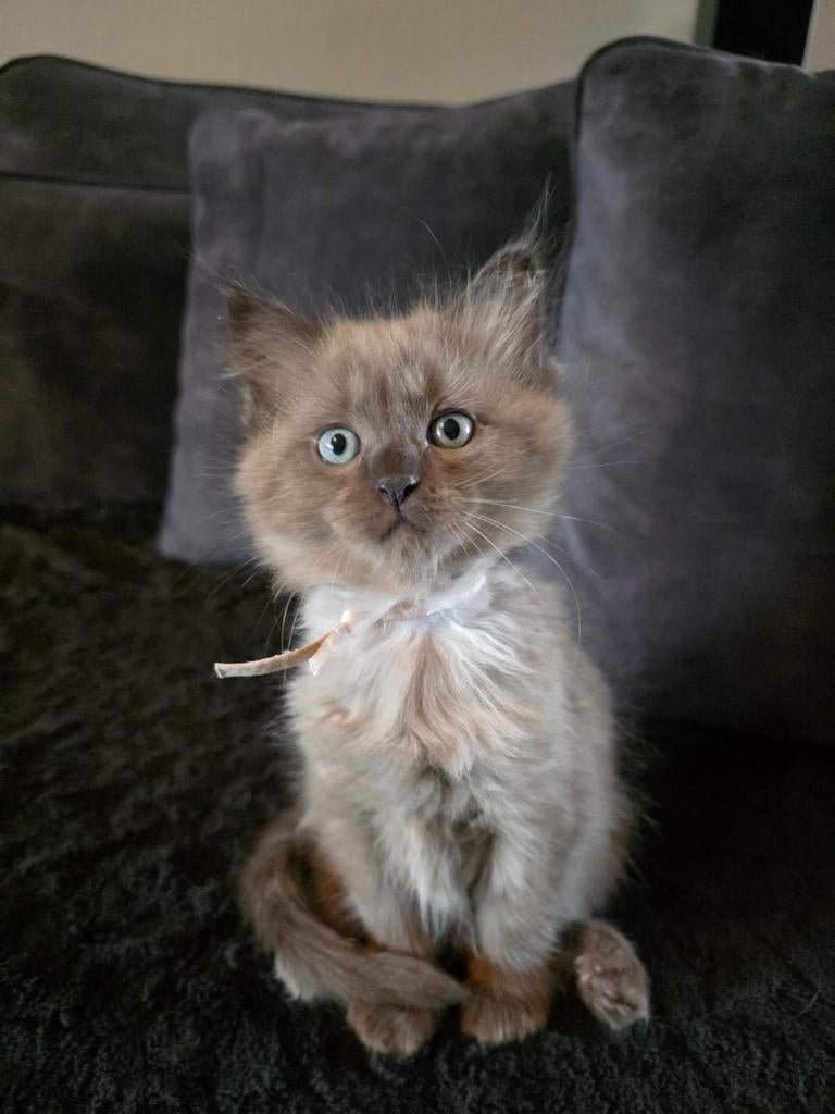 Lieve ragdoll kittens zoeken een gouden mandje, Dieren en Toebehoren, Katten en Kittens | Raskatten | Langhaar, Meerdere dieren