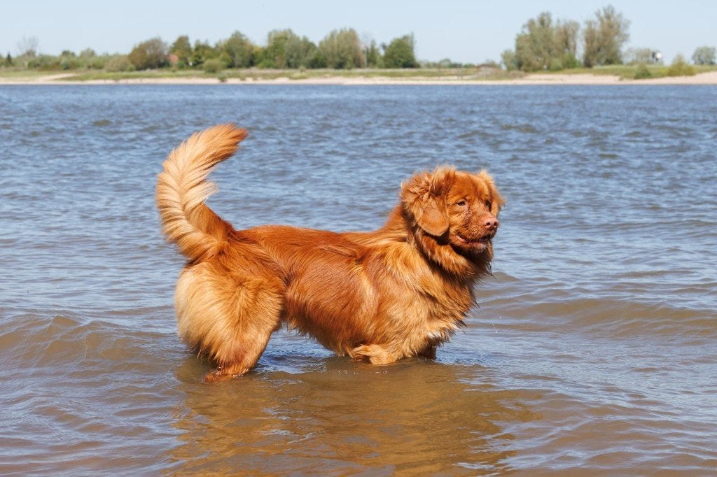 Toller dekreu, Dieren en Toebehoren, Honden | Dekreuen, Reu, Fokker | Hobbymatig, Meerdere, Nederland, 3 tot 5 jaar, CDV (hondenziekte)