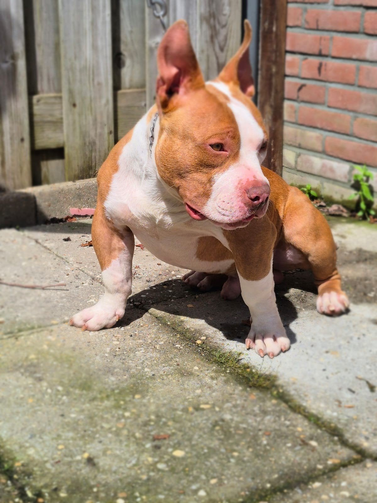 Micro pocket bully reu, Dieren en Toebehoren, 15 weken tot 1 jaar, Reu, Eén hond, HCC (leverziekte)