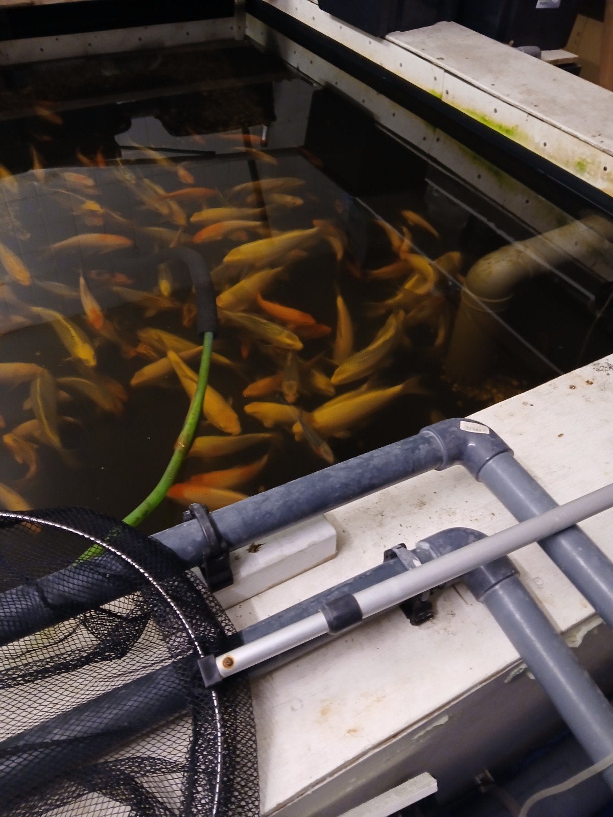 koi karpers, Dieren en Toebehoren, Vissen | Vijvervissen, Karper of Koi