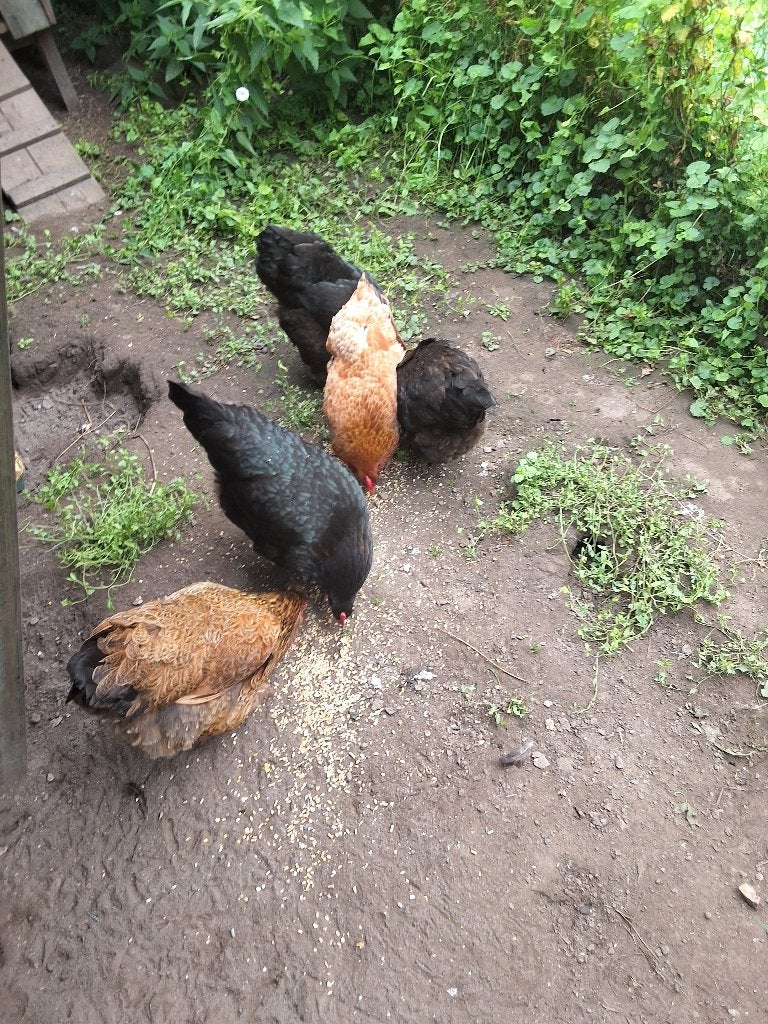 6 Kippen GRATIS, Vrouwelijk, Kip