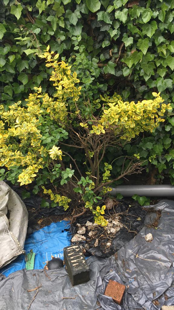 Tuinplant, Ophalen of Verzenden, Overige soorten, Halfschaduw
