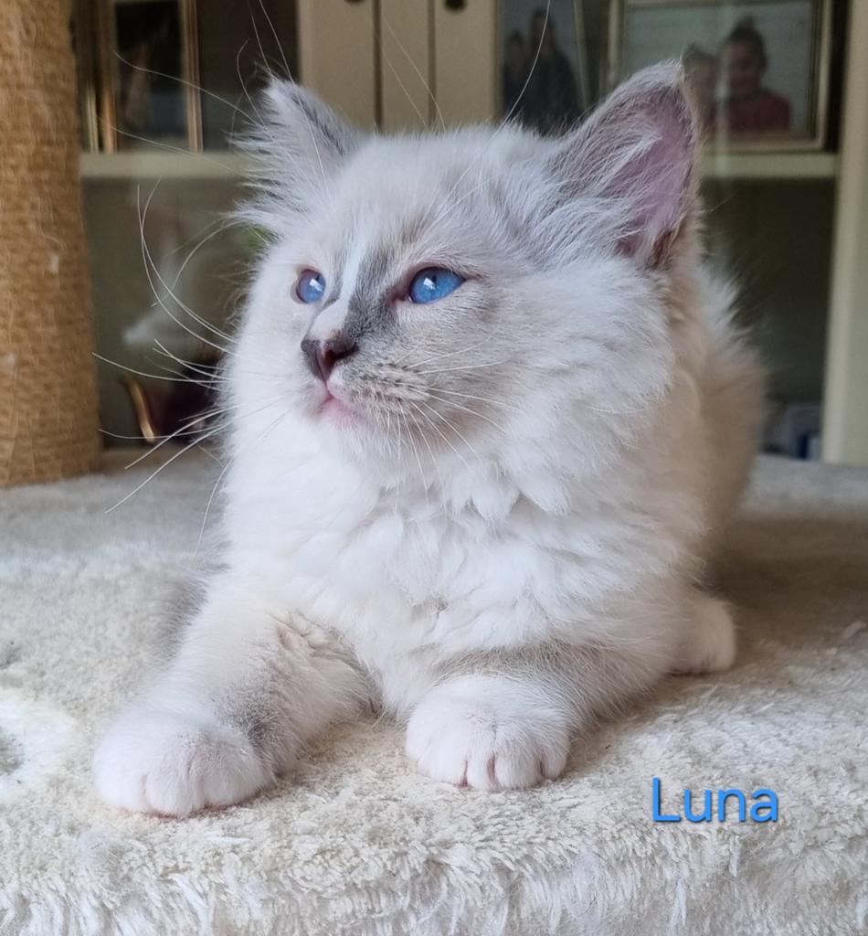Ragdoll kittens, Dieren en Toebehoren, Meerdere dieren, Gechipt, 0 tot 2 jaar