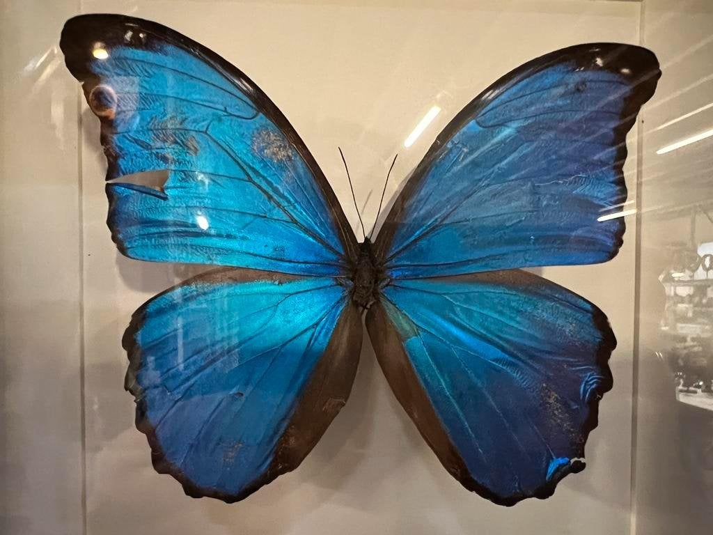 Morpho Didius in lijst 25 x 25 cm met beschadiging, Verzamelen, Dierenverzamelingen, Ophalen of Verzenden, Nieuw, Overige soorten