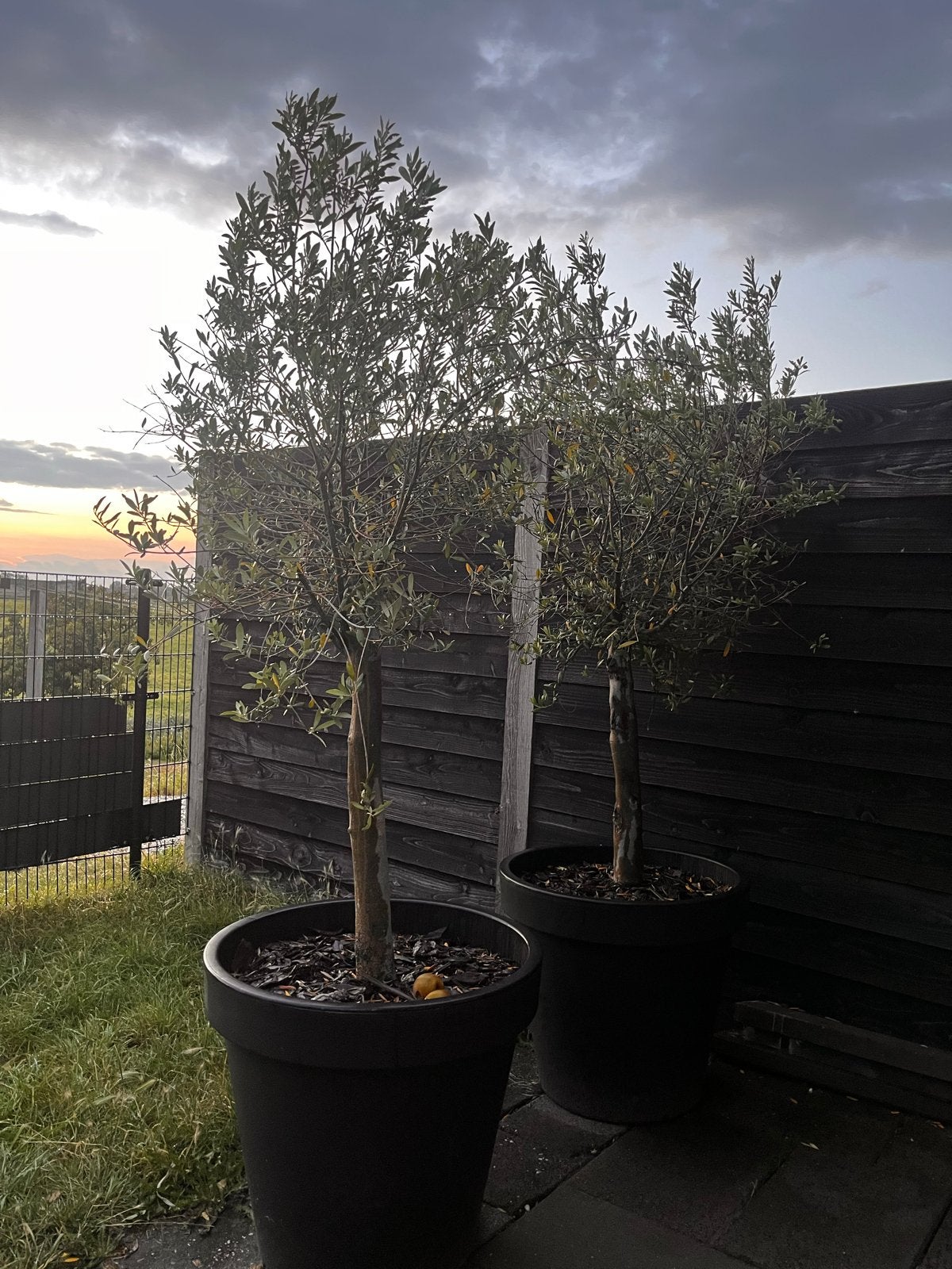 Twee prachtige olijfbomen in pot, Volle zon, Vaste plant, Bloeit niet, Ophalen