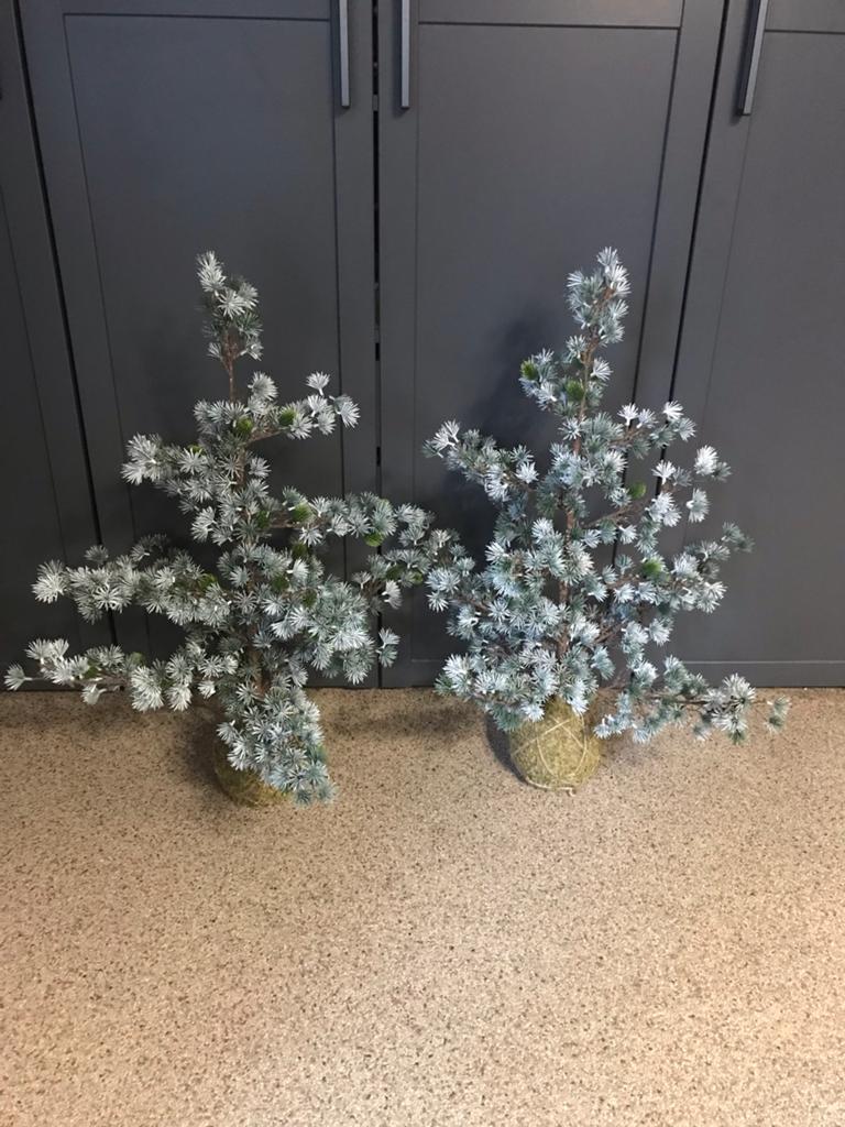 Larix boompjes, Ophalen of Verzenden, Nieuw, Overige typen, 90 cm