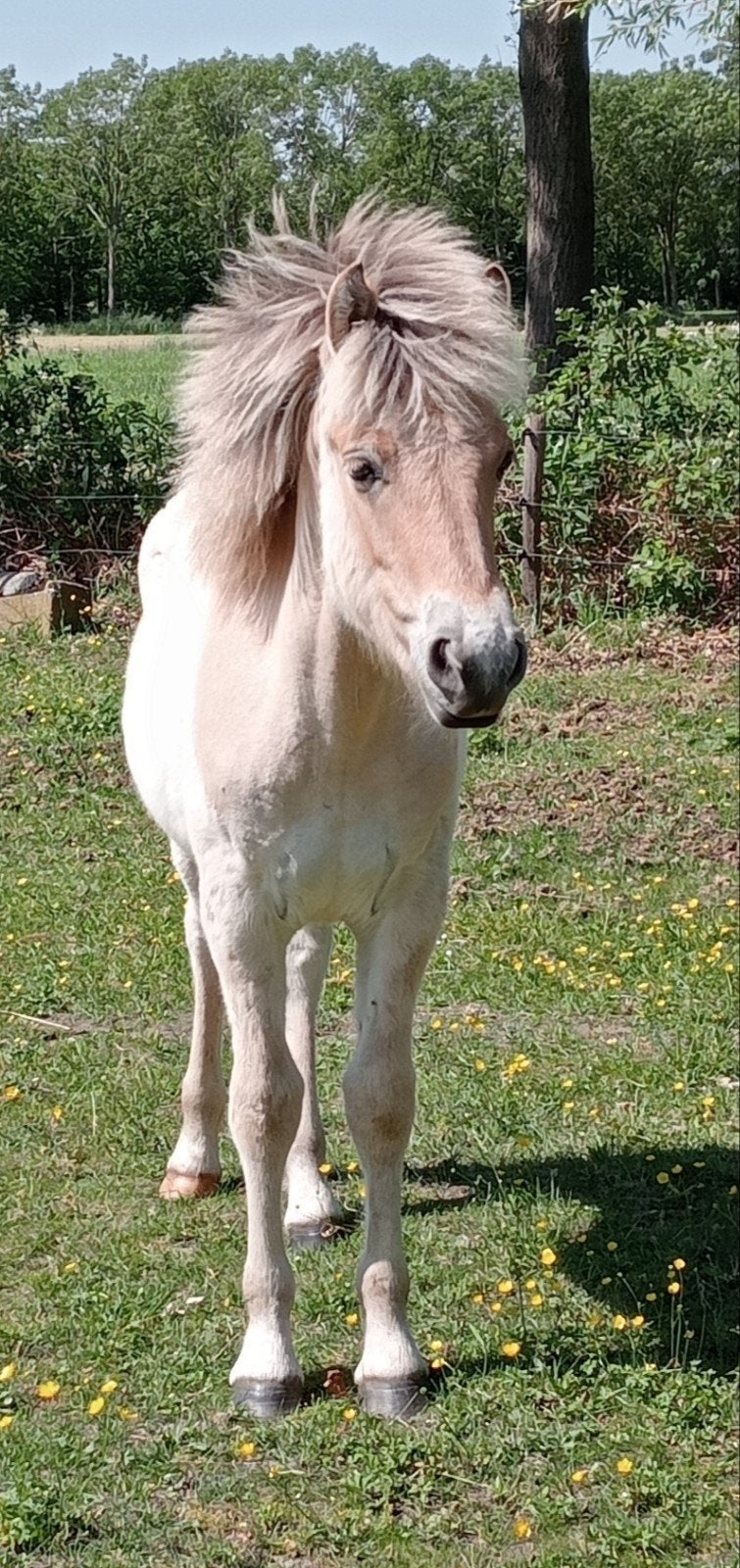 Jaarling FJORD hengstje 🩵, Niet van toepassing, B pony (1.17m tot 1.27m), 11 jaar of ouder, Recreatiepony