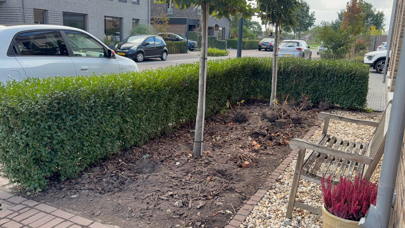 **GRATIS** dubbele ligusterhaag ongeveer 8 meter **GRATIS**, Tuin en Terras, Ophalen, Liguster, Haag, Minder dan 100 cm
