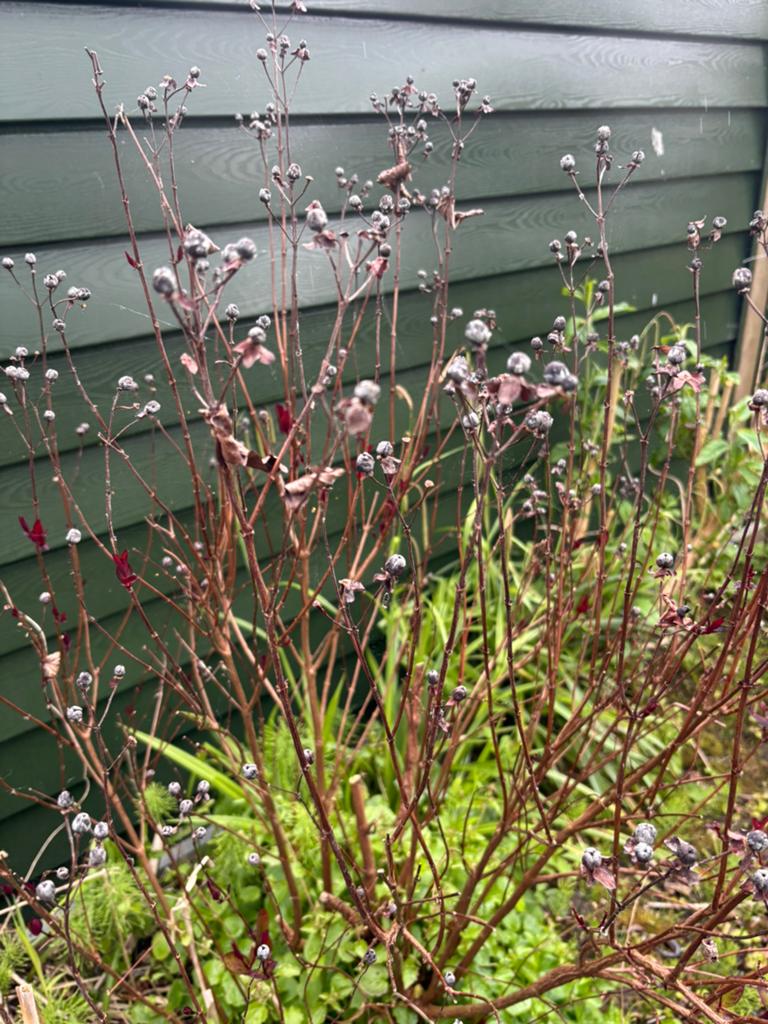 aantal planten ivm tuinrenovatie, Tuin en Terras, Planten | Tuinplanten, Ophalen, Overige soorten, Volle zon