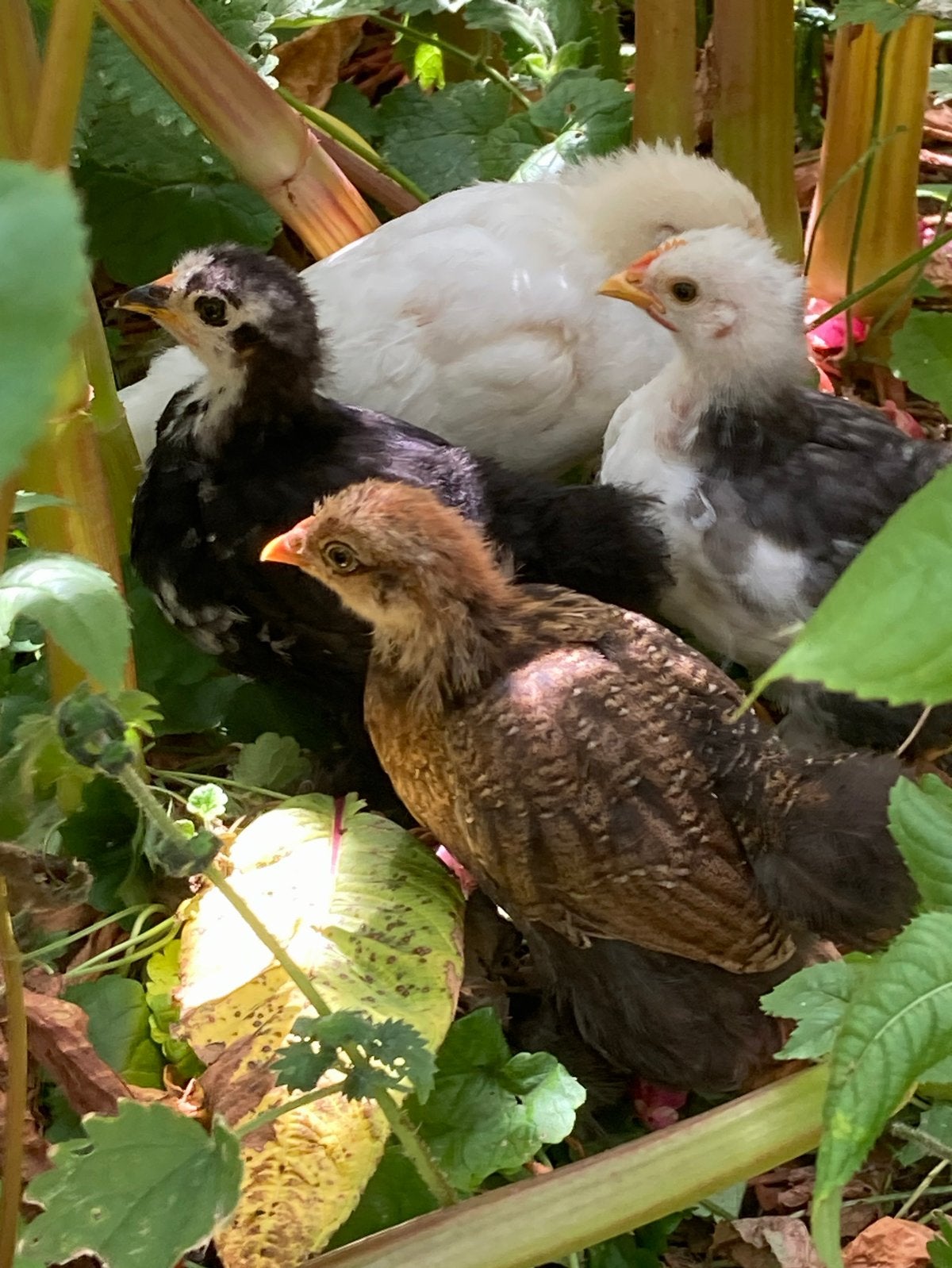 2 cochin kuikens, Dieren en Toebehoren, Pluimvee, Geslacht onbekend, Kip