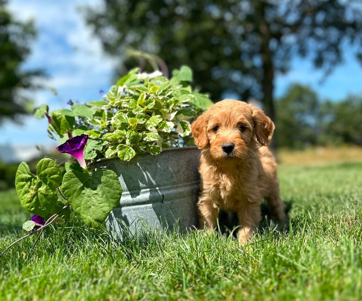 lieve levendige en mooie Labradoodle pups f4 met garantie, Dieren en Toebehoren, Overige rassen, 8 tot 15 weken, Meerdere, Meerdere dieren