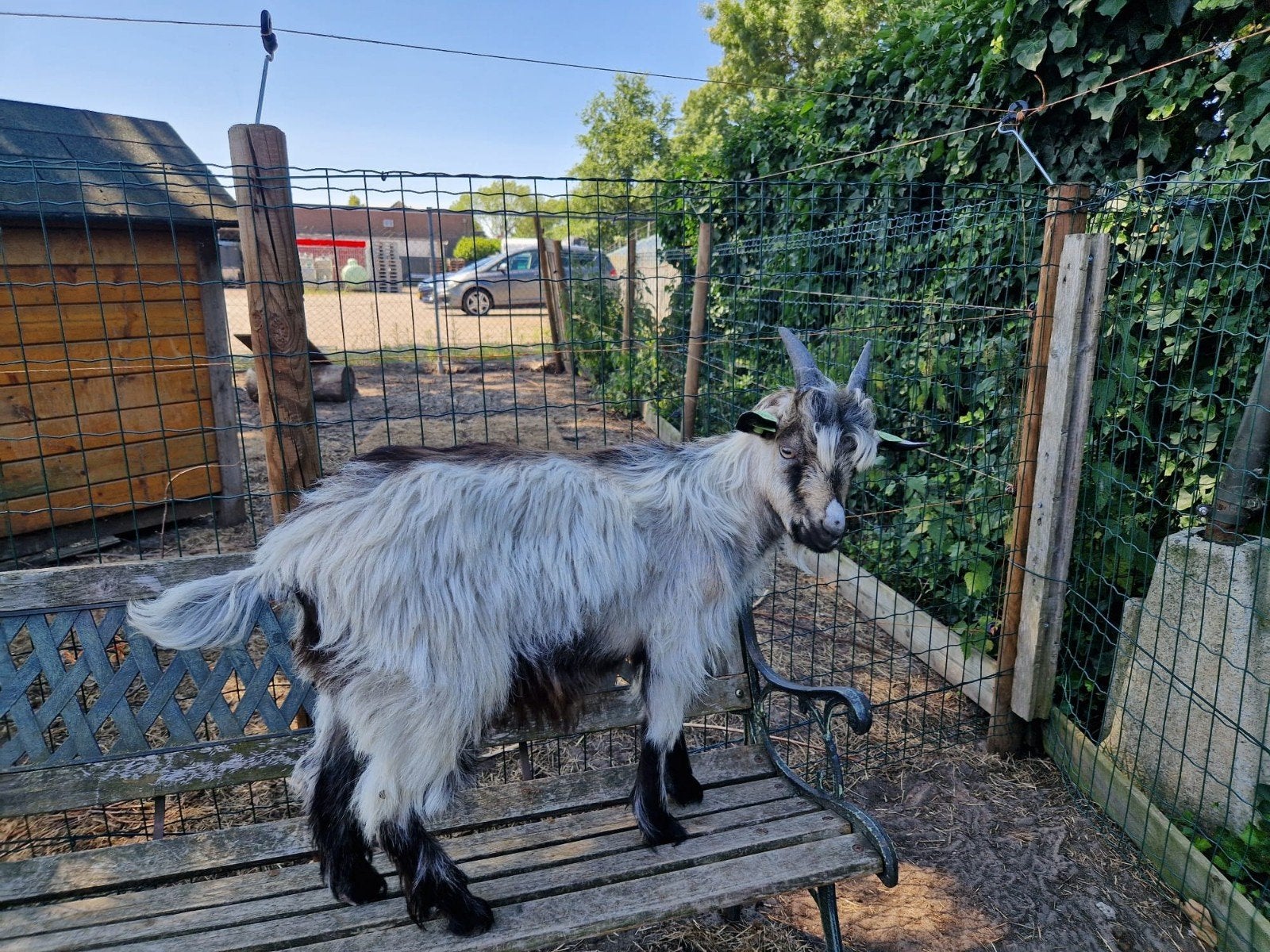 landgeit bokje, Dieren en Toebehoren, Mannelijk, Geit