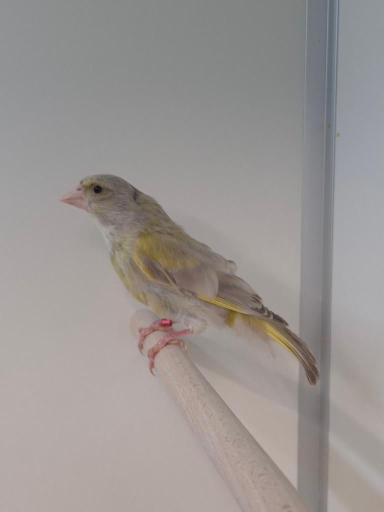 1-1 Europese groenling agaat isabel, Dieren en Toebehoren, Vogels | Overige Vogels, Meerdere dieren, Wildzangvogel, Geringd