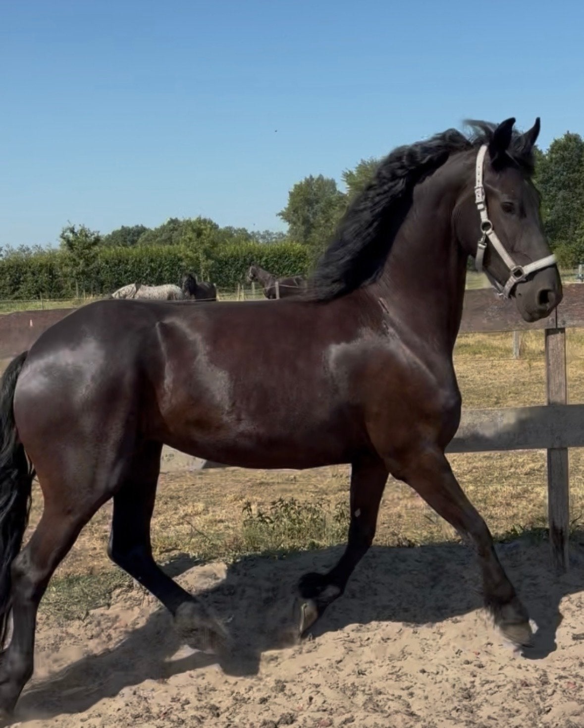Prachige grote Friese merrie / Fries paard, Dieren en Toebehoren, Merrie, Dressuurpaard, Met stamboom, B