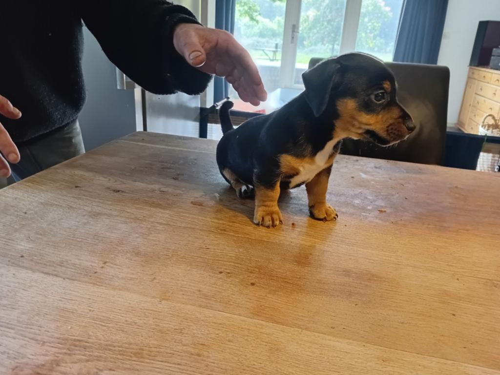 Jack Russell pups, Dieren en Toebehoren, Honden | Jack Russells en Terriërs, Jack Russell Terriër, 8 tot 15 weken, Meerdere, Meerdere dieren