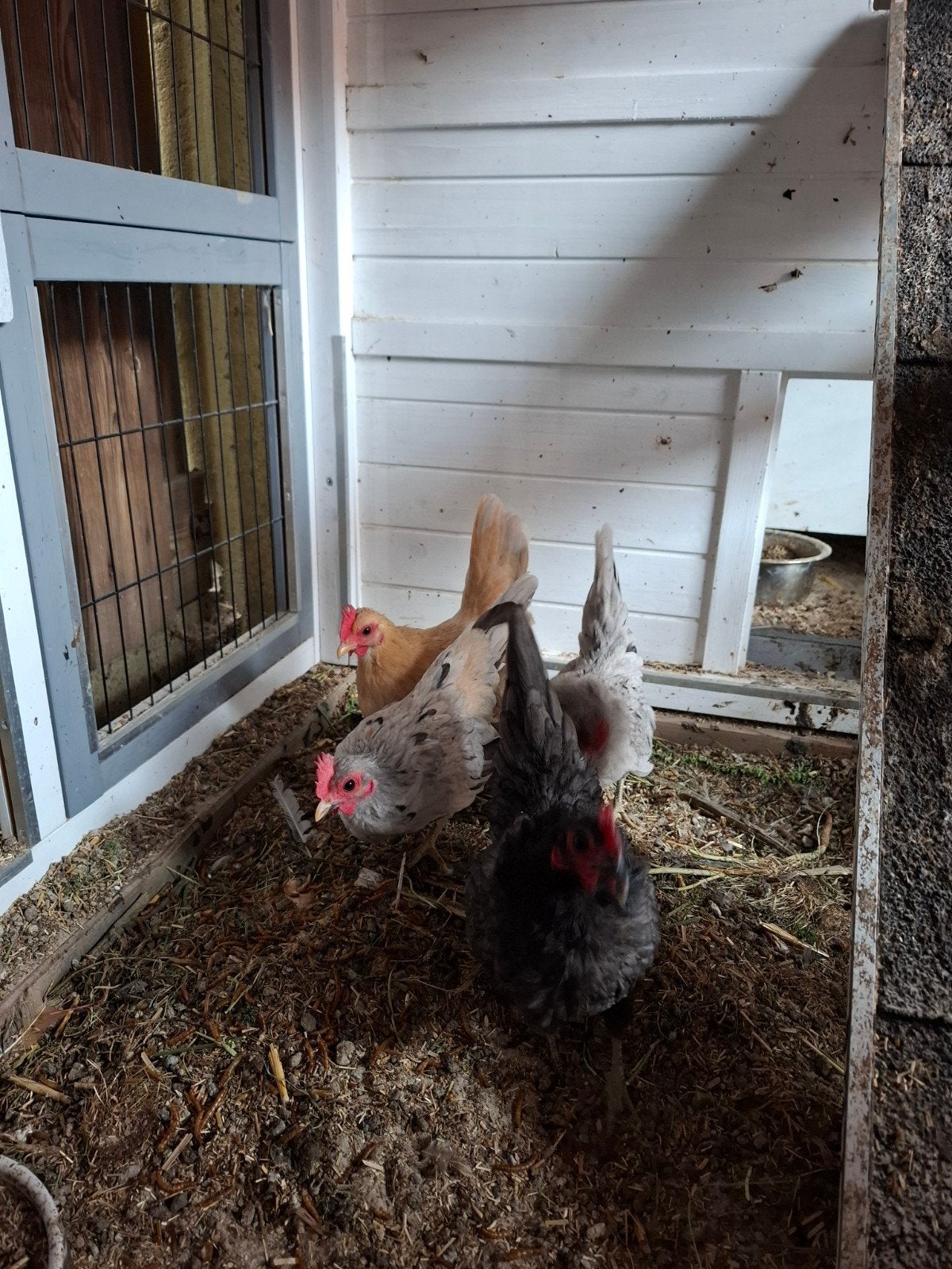 Seramas, Dieren en Toebehoren, Pluimvee, Meerdere dieren, Kip