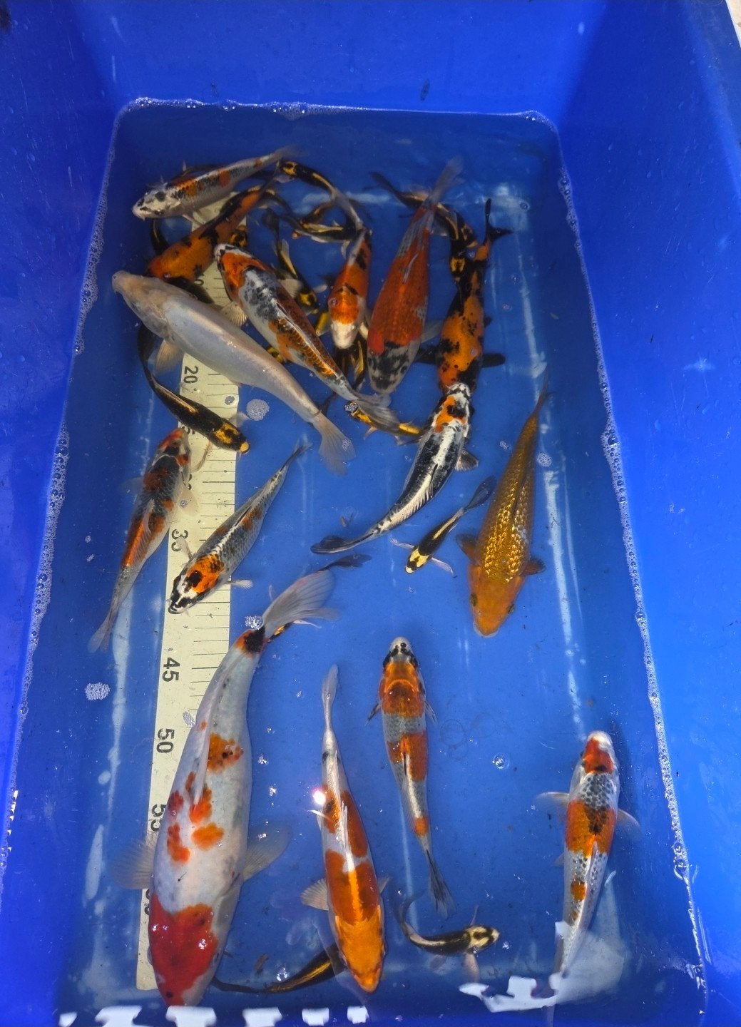 diverse japanse koi's, Dieren en Toebehoren, Karper of Koi