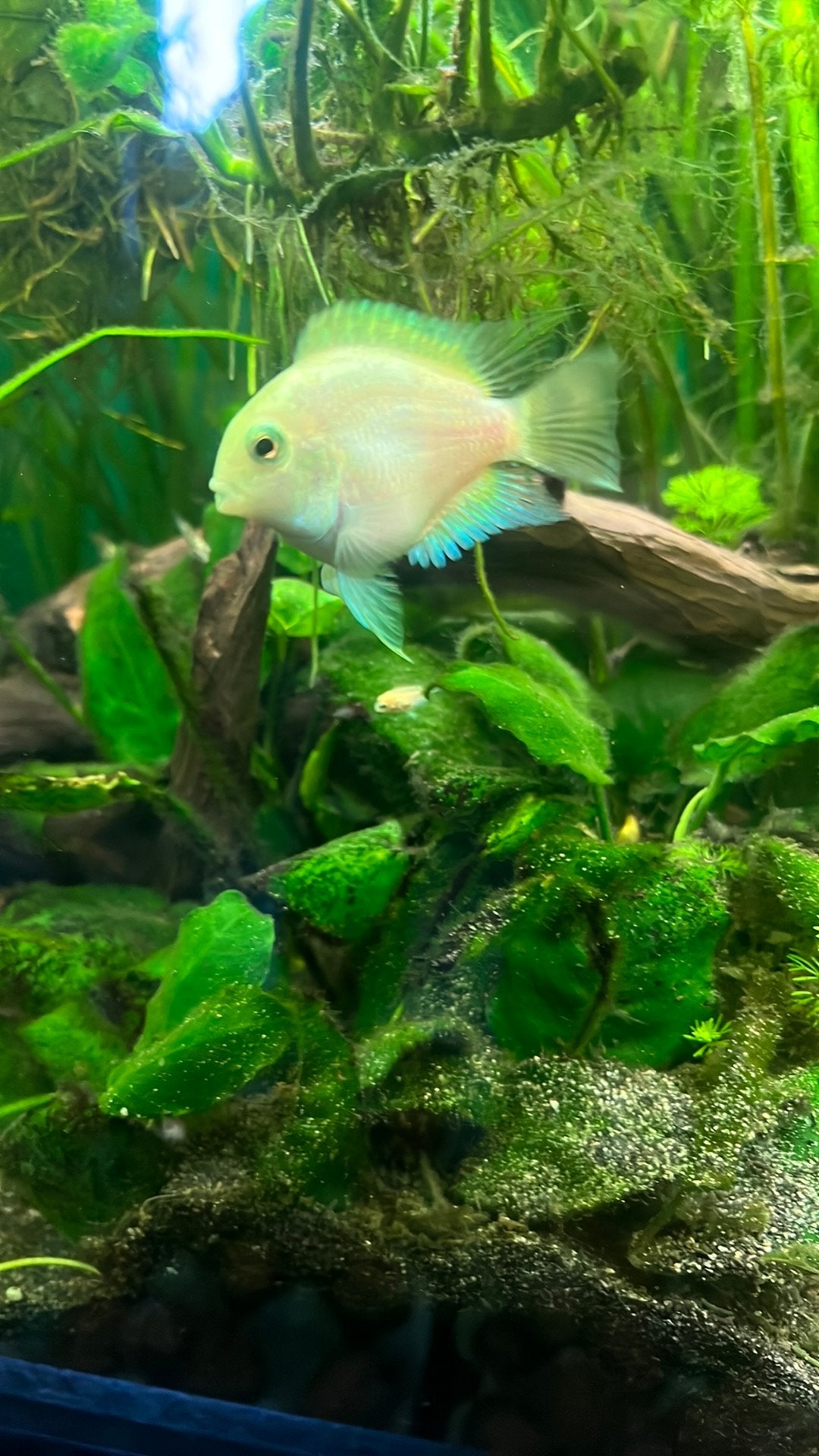Aquariumvissen wit en zebra, Vis