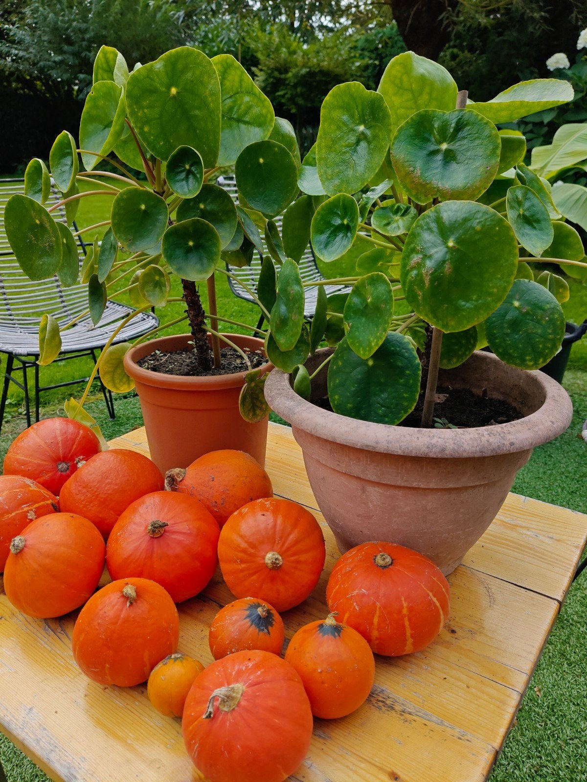 Pannenkoek plant met pot 30 cm hoog., Ophalen, Halfschaduw, Minder dan 100 cm