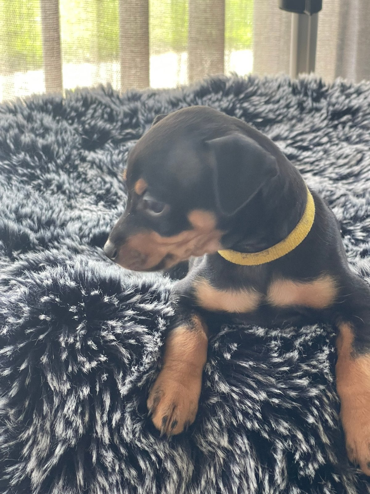 Nog 2 Dwerg Pinscher pups beschikbaar, Parvo, 8 tot 15 weken, Meerdere, Meerdere dieren