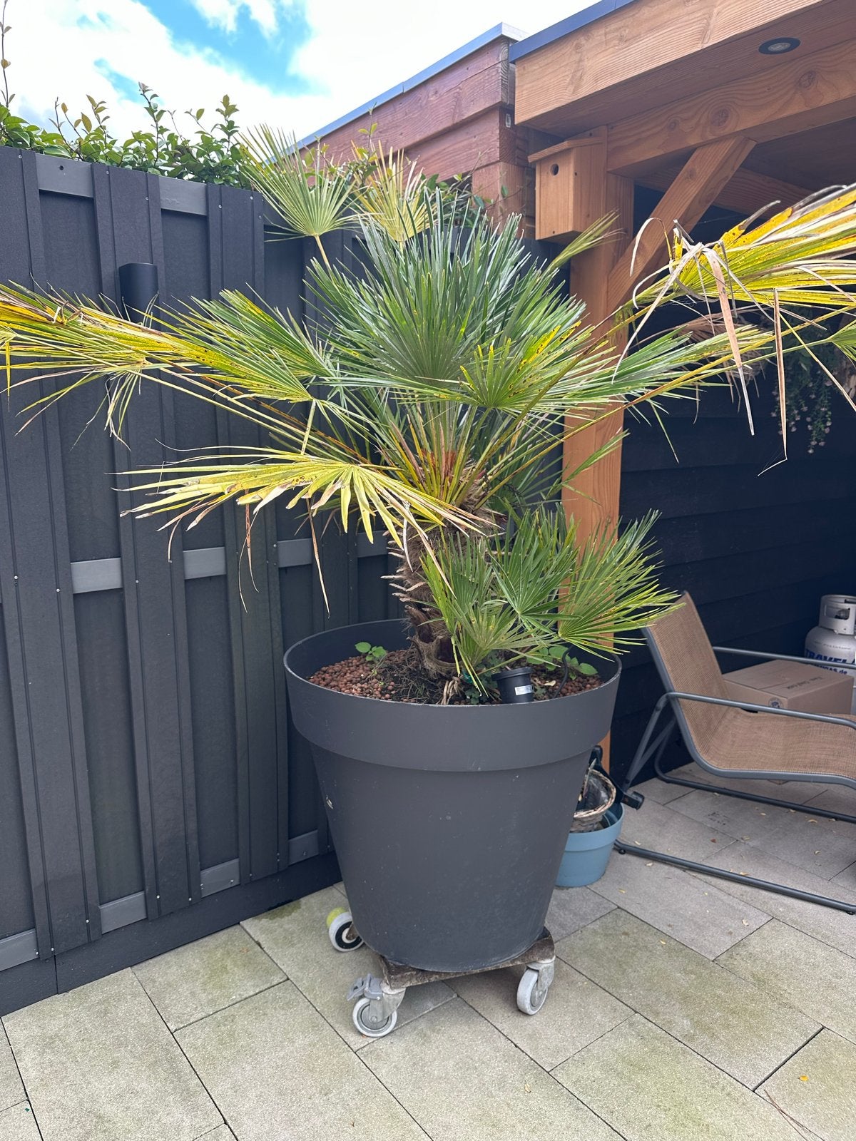 Trachycarpus Fortunei palmboom in pot, Tuin en Terras, Volle zon, Vaste plant, Bloeit niet, Ophalen