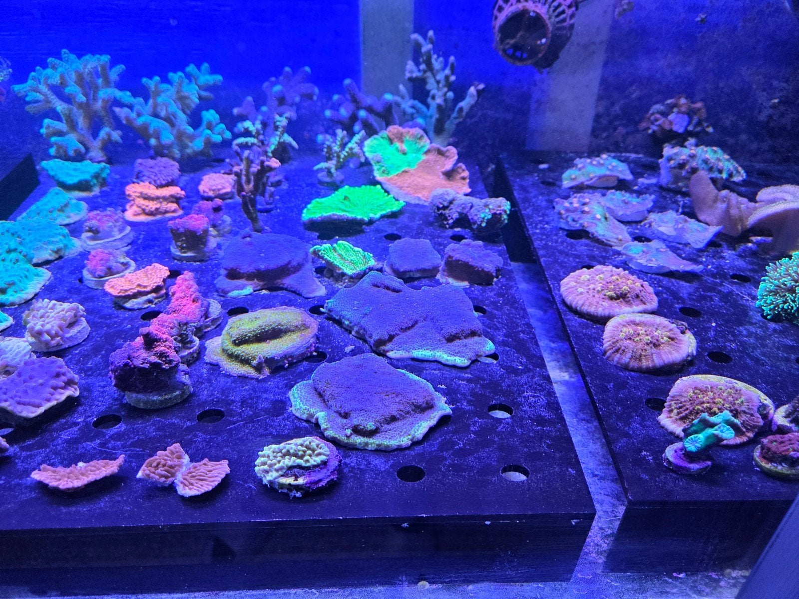 Diverse Montipora stekken, Ophalen, ., Plant(en), Steen of Hout, Nieuw