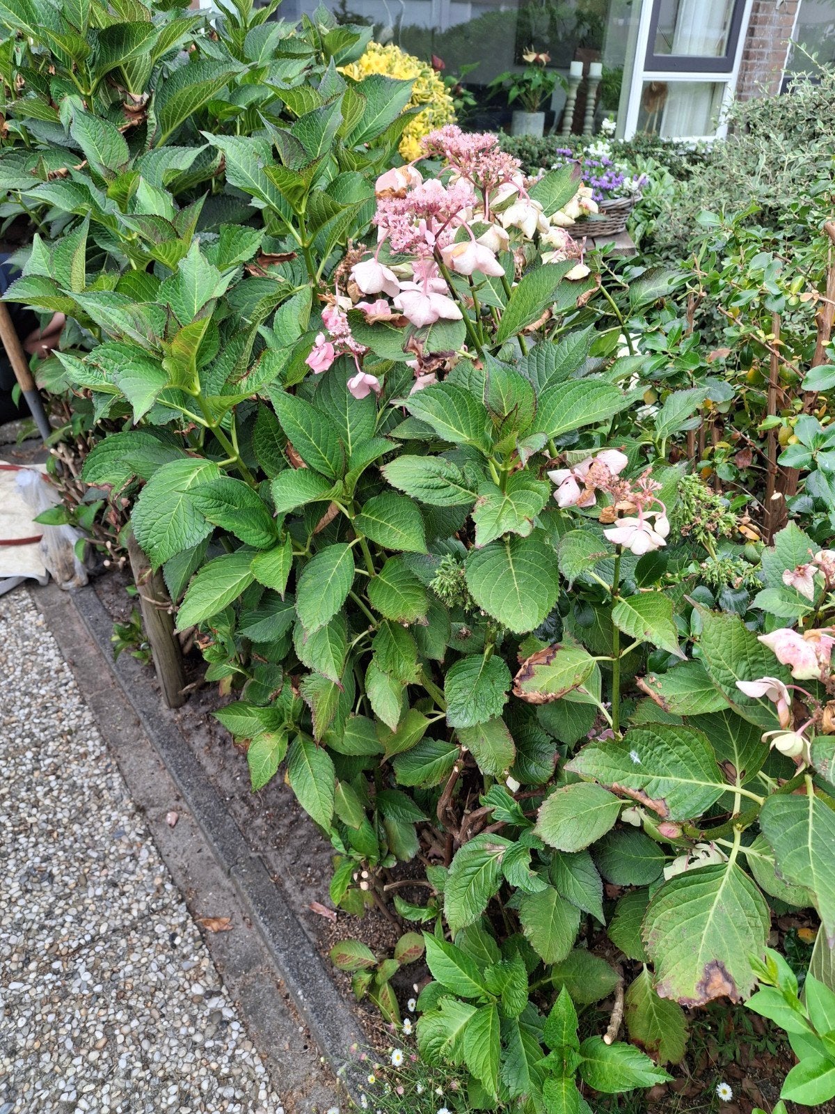 Gratis 8 hortensia's, Ophalen, Hortensia, Struik, Minder dan 100 cm