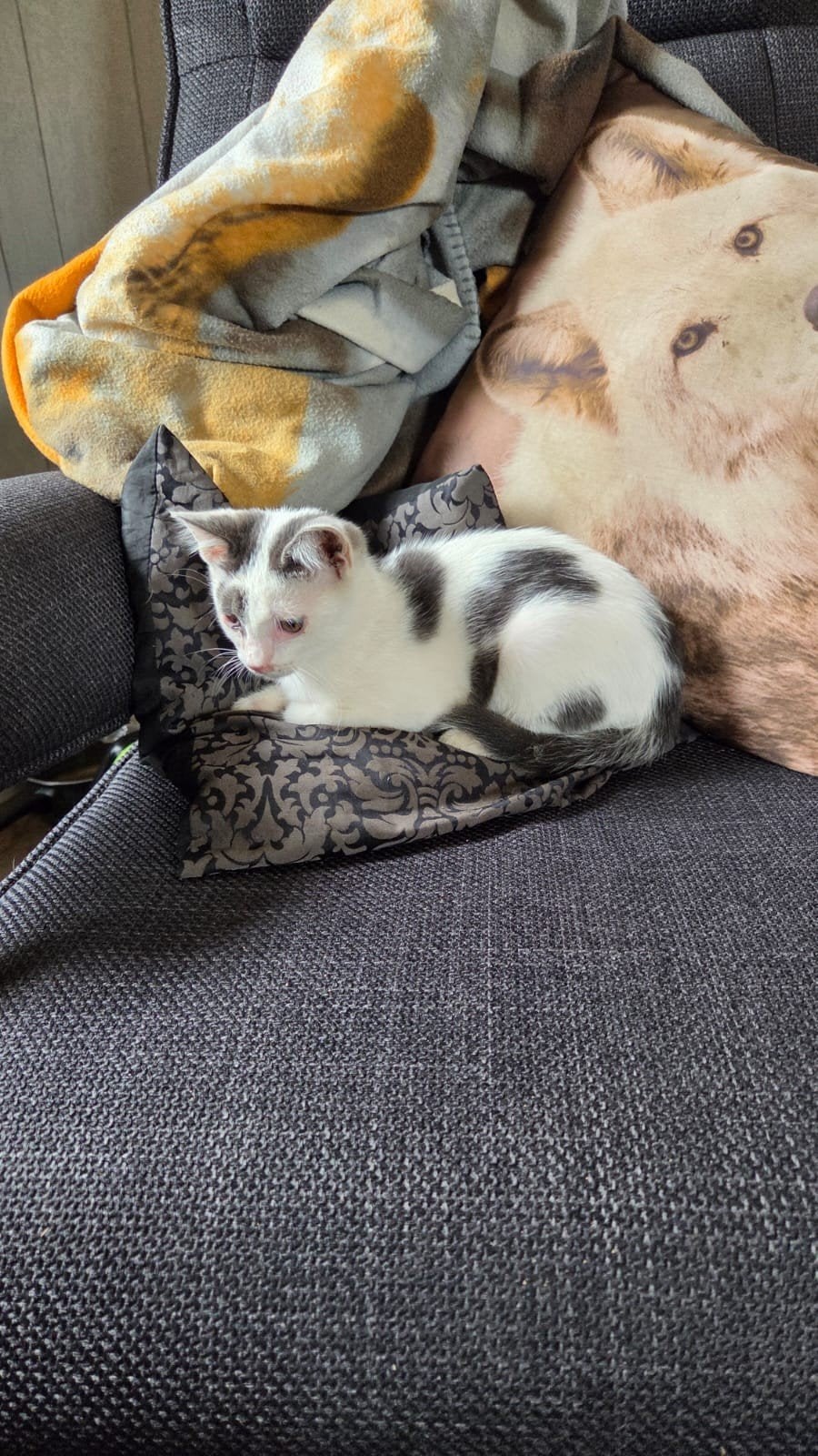 kittens kitten poes kater zoeken huisje🐱, Dieren en Toebehoren, Meerdere dieren, 0 tot 2 jaar