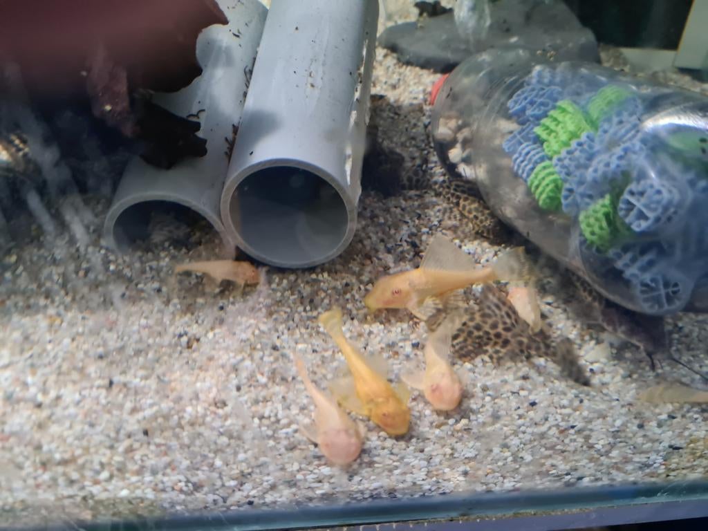 Albino Gibbiceps, Algeneter, Dieren en Toebehoren, Vis, Zoetwatervis