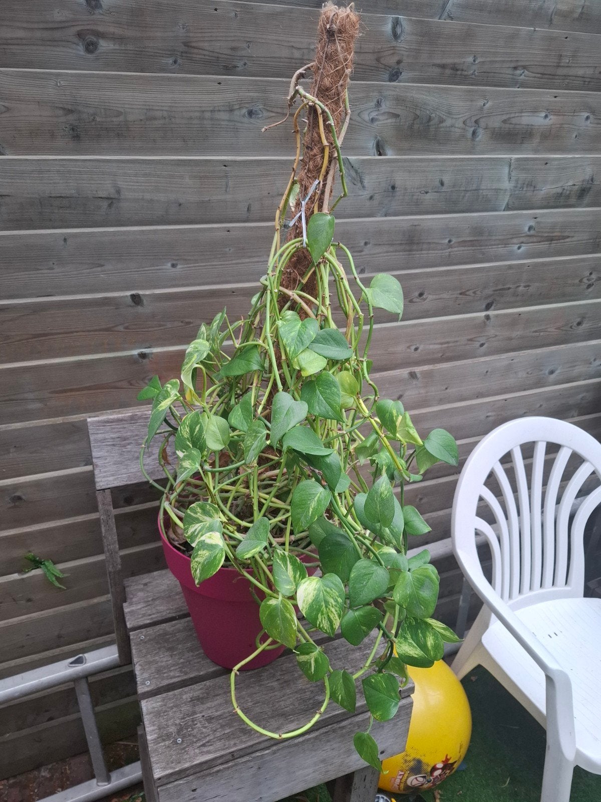 Grote Epipremnum Aureum (Scindapsus) op mosstok, Huis en Inrichting, Kamerplanten, Ophalen, Halfschaduw, Minder dan 100 cm