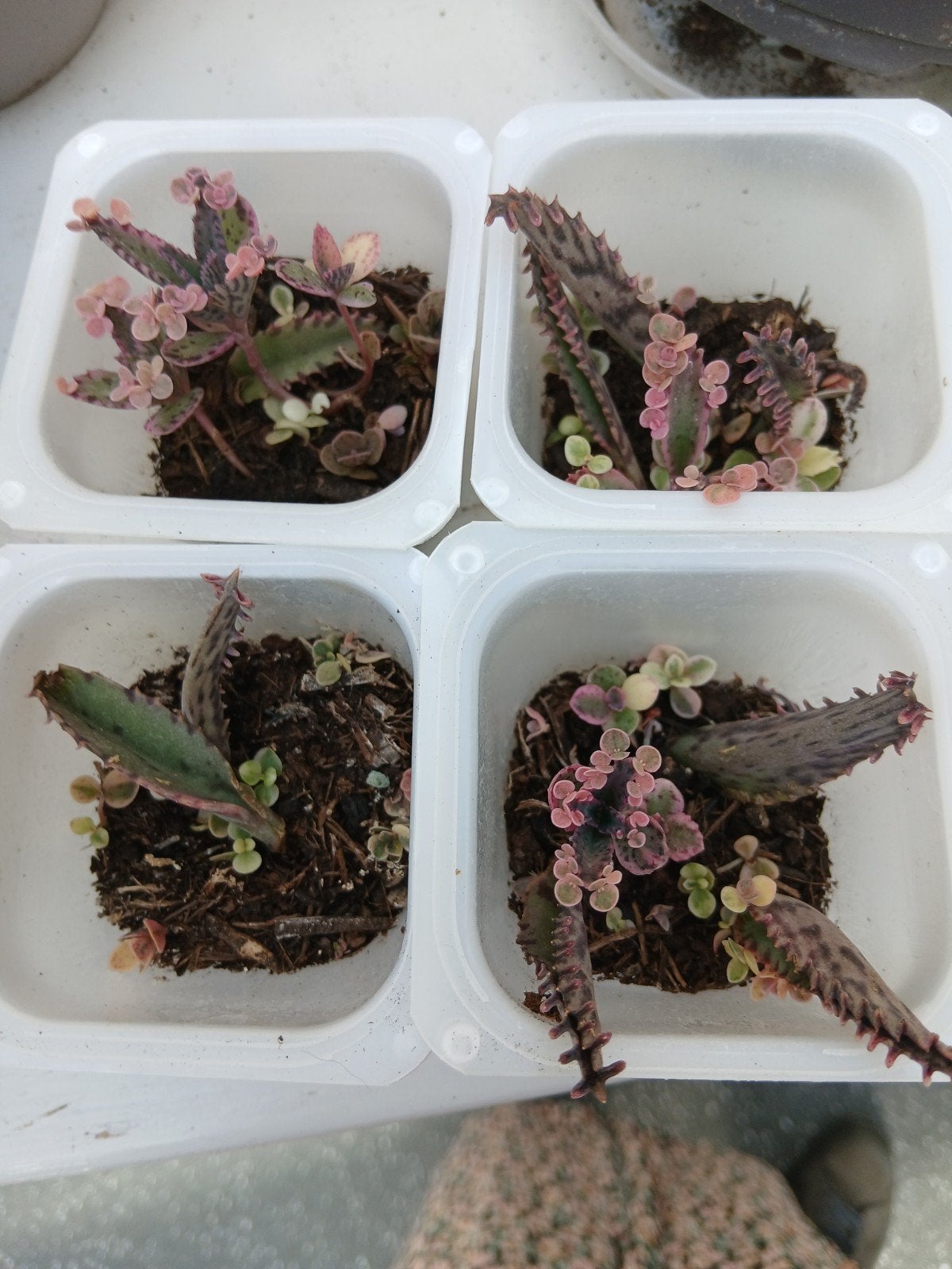 Kalanchoe Pink Butterfly plantjes - Unieke succulenten, Huis en Inrichting, Ophalen, Halfschaduw, Minder dan 100 cm