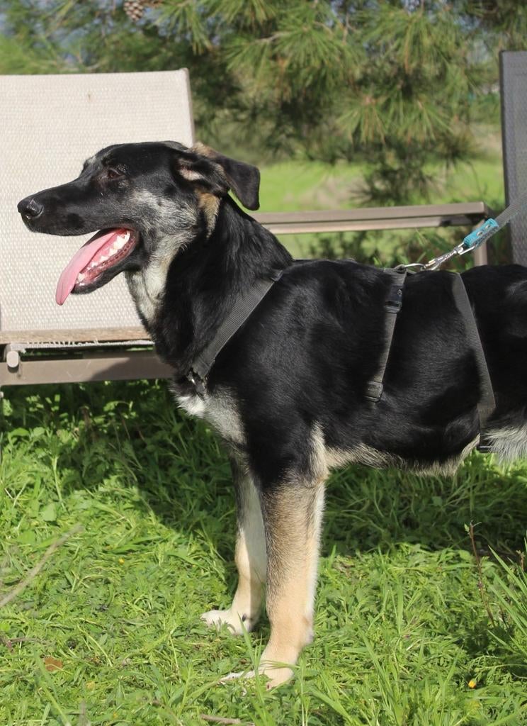 Kira verblijft in Cyprus, Dieren en Toebehoren, Honden | Niet-rashonden, 15 weken tot 1 jaar, Handelaar, Buitenland, Teef