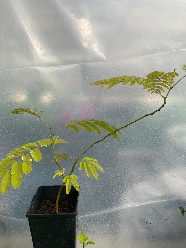 Albizia julibrissin (slaapboom), Ophalen, Minder dan 100 cm, Overige soorten, Zomer