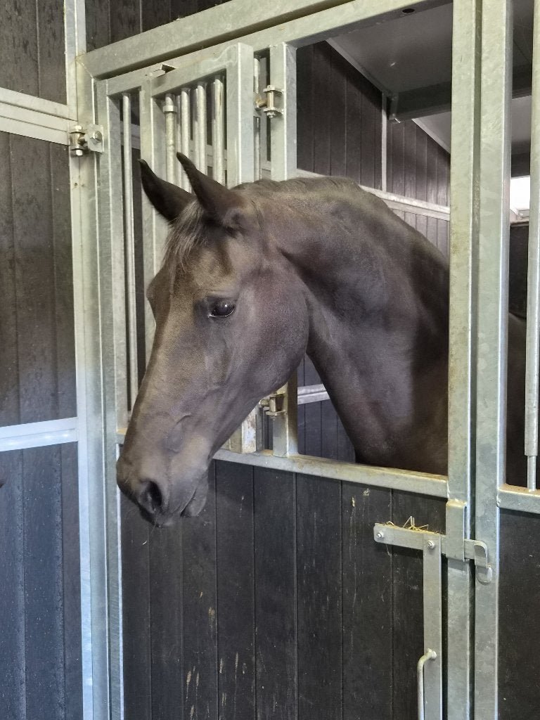 2 drachtige friese stermerries met topafstamming!, Merrie, Met stamboom, Dressuurpaard, Zadelmak