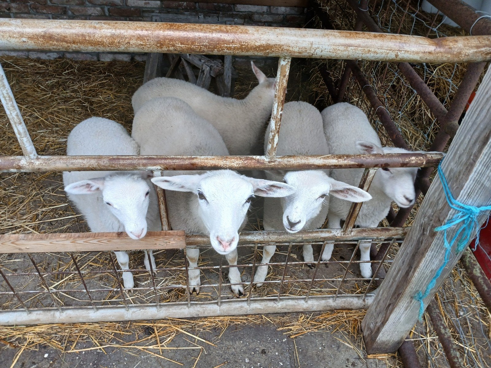 5 lammeren kruising swifter met romanov, Dieren en Toebehoren, Schapen, Geiten en Varkens, Meerdere dieren, Schaap