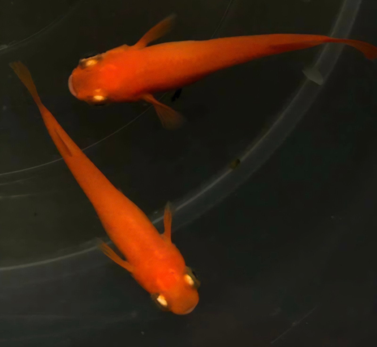 jonge Visjes medaka, Dieren en Toebehoren, Vissen | Aquariumvissen, Vis, Zoetwatervis, Schoolvis