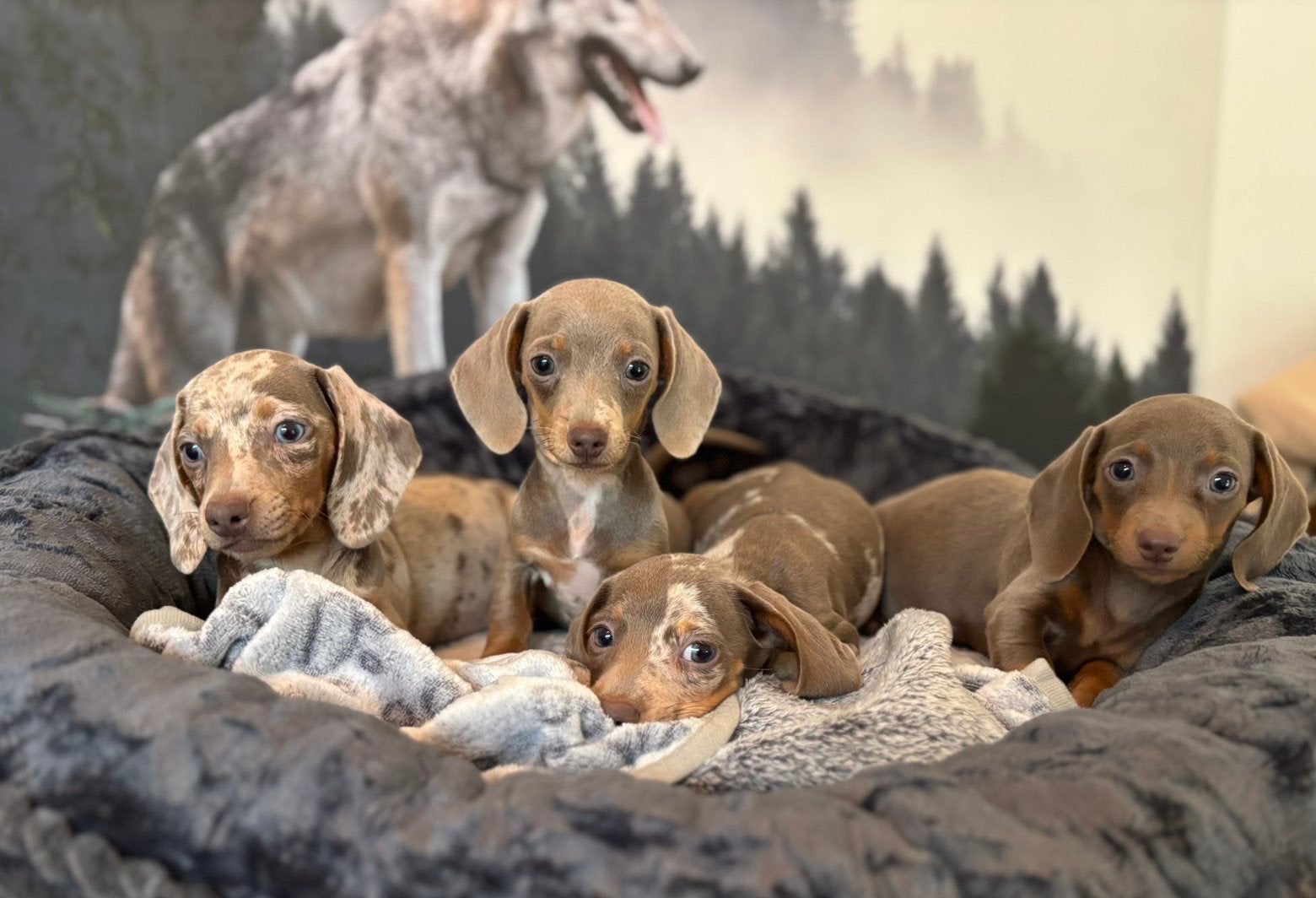Dwerg teckel pups – Isabel Merle & Isabel Tan ️, Dieren en Toebehoren, 8 tot 15 weken, Korthaar, Dwerg, Meerdere