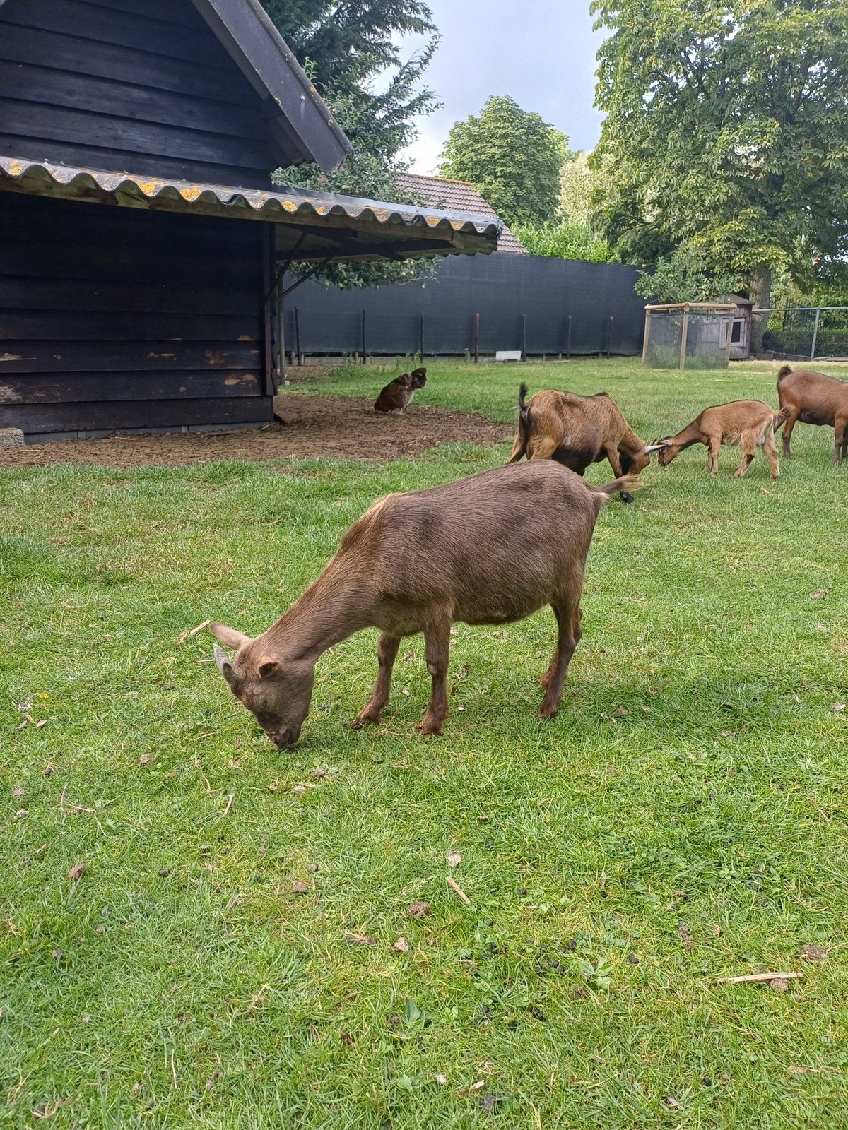 2 lieve, makke bruine dwerggeiten / gezelschapsdieren, Vrouwelijk, Geit