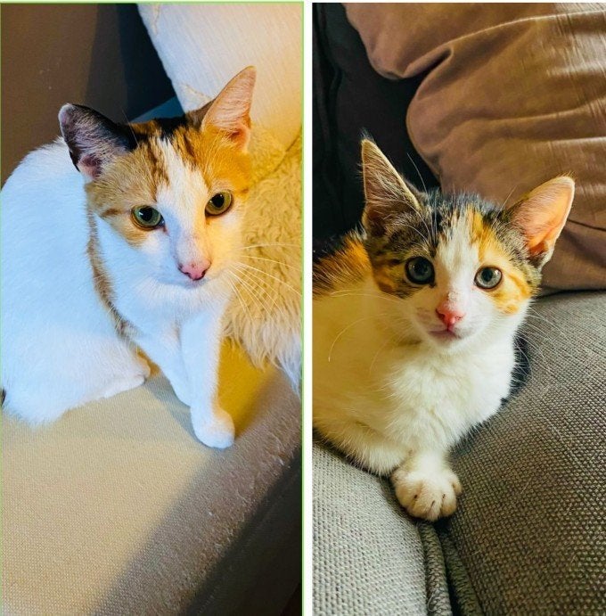 Liefdevol thuis gezocht voor Molly en dochtertje ️, Poes, Kortharig, 3 tot 5 jaar