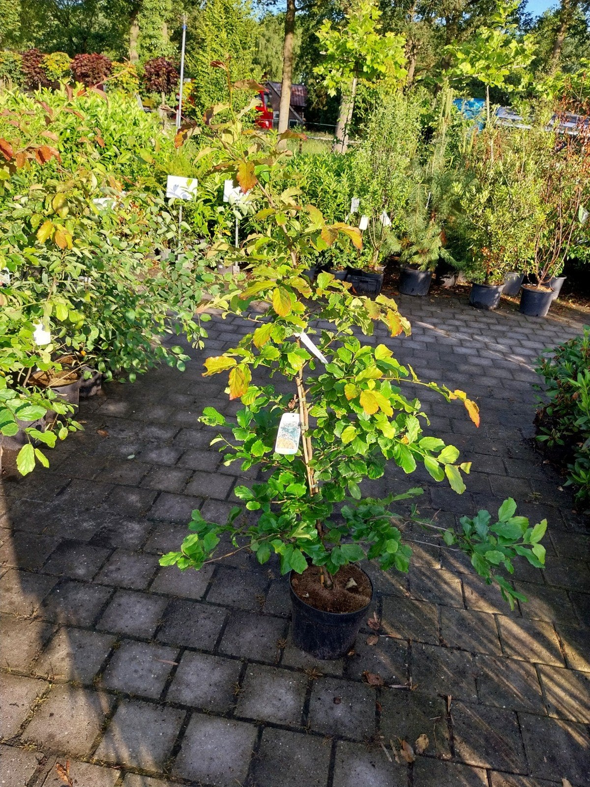 Parrottia persica - Perzisch IJzerhout, Volle zon, Vaste plant, Lente, Ophalen